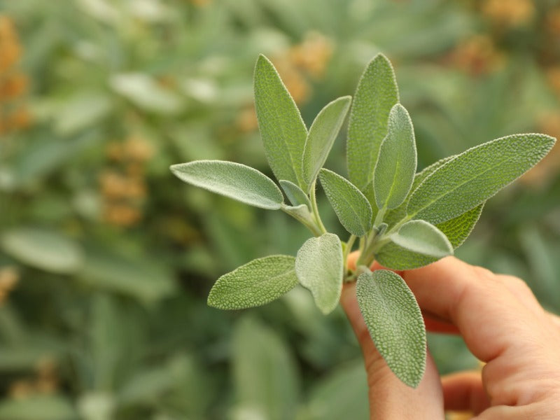 Salvia – yrttiopas suomalaiseen yrttipuutarhaan ja keittiöön