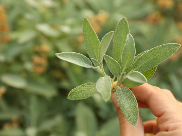 Salvia – yrttiopas suomalaiseen yrttipuutarhaan ja keittiöön