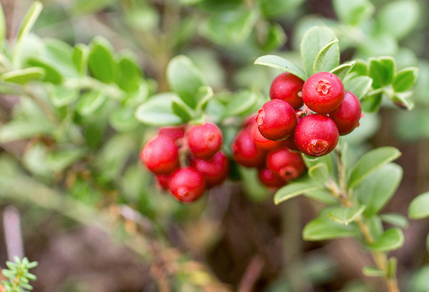 BerryFlow tuotepakkaukset