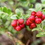 BerryFlow tuotepakkaukset