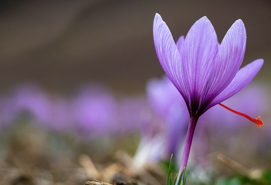 Safrosan billede 3