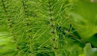 Hair Grow tuotepakkaukset